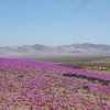 Respaldo turístico al desierto florido
