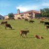 SAG lanza manual para enlazar ganadería y turismo