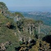 Conaf ampliaría sus competencias en el manejo de Parques Nacionales