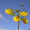 La herramienta para repoblar la Flora de Torres del Paine